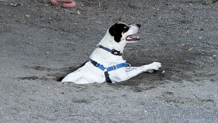 A black-and-white dog climbing out of a dirt hole.