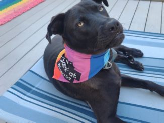 A black dog sits outside on a blue bed. Her golden eyes are looking directly at the camera. She wears a rainbow kerchief around her neck, with the words "I bark at bigots" emblazoned on it