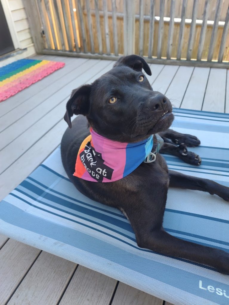 A black dog sits outside on a blue bed. Her golden eyes are looking directly at the camera. She wears a rainbow kerchief around her neck, with the words "I bark at bigots" emblazoned on it